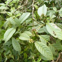 <i>Psychotria gardneri</i>  Hook.f.